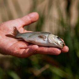 В реки и озера Волгоградской области оправляли в том числе молодь сазана. Архивное фото