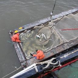 Прием лососевых уловов на Чукотке. Фото пресс-службы Чукотрыбпромхоза