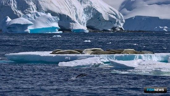 Лежбище тюленей вблизи побережья Антарктиды. Фото Rob Oo («Википедия») 