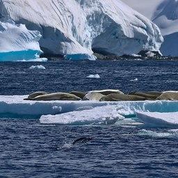 Лежбище тюленей вблизи побережья Антарктиды. Фото Rob Oo («Википедия») 