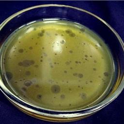 Патогенные для моллюсков вибрионы рассчитывают победить с помощью бактериофагов. Фото пресс-службы АзНИИРХ