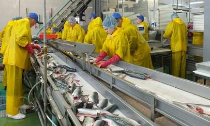 С 1 марта вступают в силу новые правила ветеринарно-санитарной экспертизы рыбы, водных беспозвоночных и рыбной продукции