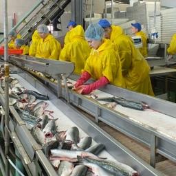 С 1 марта вступают в силу новые правила ветеринарно-санитарной экспертизы рыбы, водных беспозвоночных и рыбной продукции