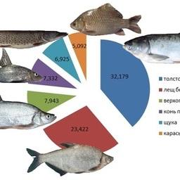 Видовой состав рыбных запасов Амура. Изображение пресс-службы ТИНРО-Центра