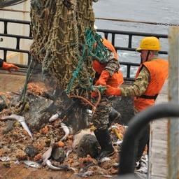 НИС «Профессор Кагановский», траловая бригада высыпает улов на палубу. Фото пресс-службы ВНИРО