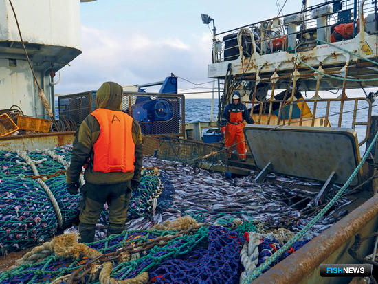 Российские рыбаки добывают минтай