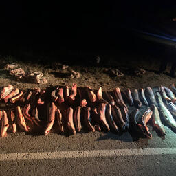 В салоне машины обнаружили 54 тушек русского осетра общим весом 200 кг. Фото пресс-службы УМВД по Астраханской области