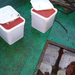 Более 1,5 тонн икры задержано в Магаданском рыбном порту