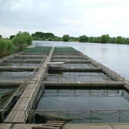 Правительство утвердило правила производственного контроля в сфере аквакультуры, которыми должны руководствоваться предприятия при организации охраны на рыбоводных участках. Архивное фото