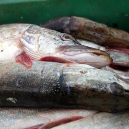 В регионе выросли объемы добычи щуки. Архивное фото