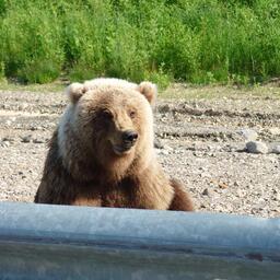 Медведь на Камчатке