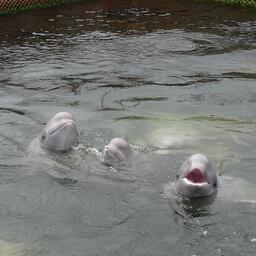 Поправка затрагивает в том числе содержание животных в дельфинариях и океанариумах 