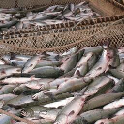 «Красная» путина на Дальнем Востоке обеспечила вылов более 52,7 тыс. тонн тихоокеанских лососей