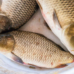 Судя по прилагающимся иллюстрациям, один из выращиваемых объектов — сазан. Архивное фото