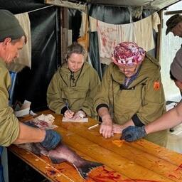 На Камчатке стартовал первый этап работ по искусственному воспроизводству чавычи. Фото пресс-службы Северо-Восточного филиала Главрыбвода