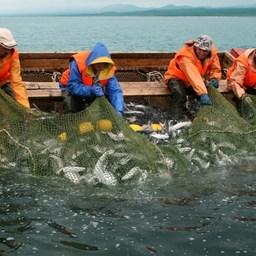 Промысел лосося в Сахалинской области