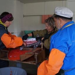 Малкинский лососевый рыбоводный завод начал закладку икры. Фото пресс-службы Северо-Восточного филиала Главрыбвода