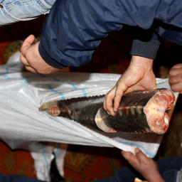 Общая масса найденной оперативниками «краснокнижной» рыбы составила около 77 кг. Фото пресс-службы областного УМВД России