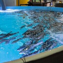 Калининградским рыбоводам готовы помочь в развитии бизнеса. Архивное фото