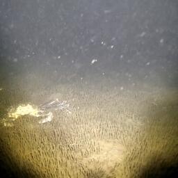 Роботы могут работать под водой даже в темное время суток благодаря дополнительным фонарям. Снимок предоставил научно-производственный департамент марикультуры Дальрыбвтуза