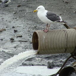 Нормативы по сбросу вредных веществ в российской экономзоне хотят обновить
