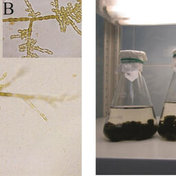 Стреблонема под микроскопом при увеличении 200 (А) и 630 (B) и культура в колбах (С), содержащаяся в лаборатории автотрофных организмов. Фото пресс-службы ННЦМБ ДВО РАН