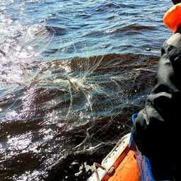 Ученые провели контрольный лов. Фото пресс-службы ВНИРО