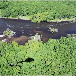 Агрегации горбуши в нижнем течении реки Кихчик. Иллюстрация с сайта КамчатНИРО