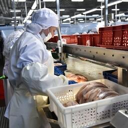 Переработка минтая на заводе в Приморье. Архивное фото