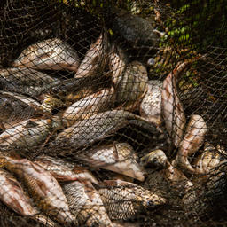 Карпы, выращенные на подмосковном рыбоводном хозяйстве
