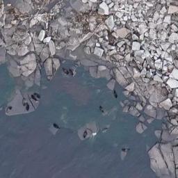 Специалисты провели авиационный учет нерпы на Ладожском озере. Фото пресс-службы ВНИРО