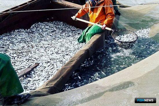 Рыбный промысел в Республике Дагестан. Фото пресс-службы Западно-Каспийского теруправления Росрыболовства