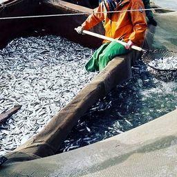 Рыбный промысел в Республике Дагестан. Фото пресс-службы Западно-Каспийского теруправления Росрыболовства
