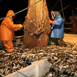 Государство и рыбаки ищут «золотую середину»