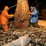 Государство и рыбаки ищут «золотую середину»