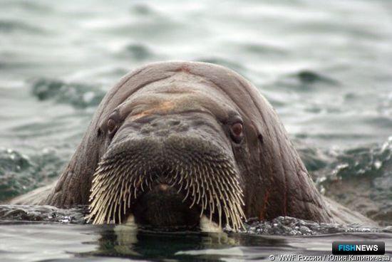 WWF организовал акцию в поддержку изучения моржа. Фото пресс-службы организации.