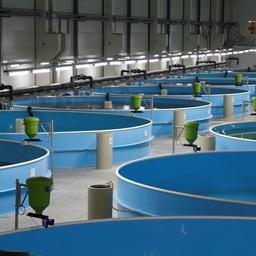 Завод по выращиванию радужной форели открылся в рамках ТОР «Юрга» в Кемеровской области. Фото пресс-службы администрации региона