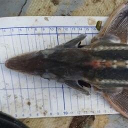 Специалисты Азово-Черноморского филиала ВНИРО выявили неполовозрелый экземпляр шипа длиной 56 см и массой 1,2 кг. Фото пресс-службы института