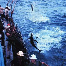 Промысел большеглазого тунца на Галапагосских островах. Фото Bernard Frink, BCF («Википедия»)