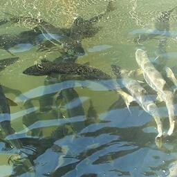 Один из предлагаемых инвесторам проектов — строительство фермы по разведению лосося. Архивное фото