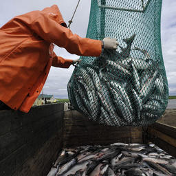 Добыча лосося на Чукотке. Фото ТАСС