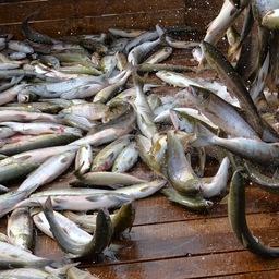Добыча лосося в Хабаровском крае