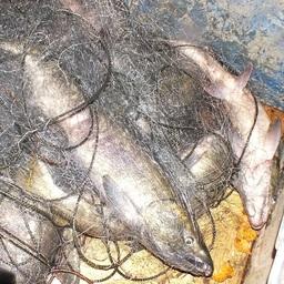 Браконьерская сеть с лососем, вытащенная рыбинспекторами в Приморье