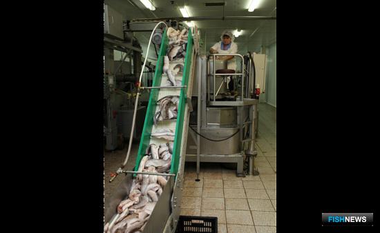 Свежая рыба на ямальском заводе. Фото пресс-службы правительства ЯНАО