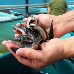 Специалисты Главрыбвода впервые вырастили молодь сахалинского осетра из икры собственного маточного стада. Фото пресс-службы учреждения