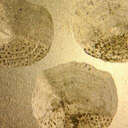 В ЯНАО будут отслеживать популяцию муксуна при помощи уникального узора на чешуе. Фото пресс-службы департамента агропромышленного комплекса округа