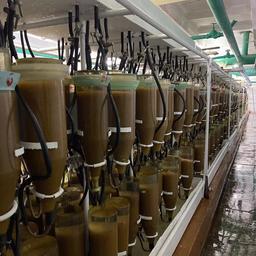По итогам 2021 г. рыбоводные заводы заложили на инкубацию более 773 млн штук оплодотворенной живой икры байкальского омуля. Фото пресс-службы Главрыбвода
