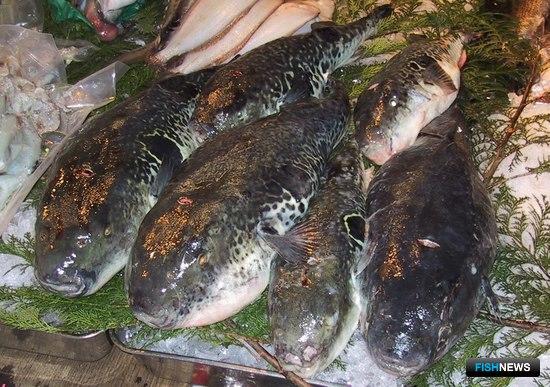Фугу на рыбном рынке Цукидзи. Фото из «Википедии»