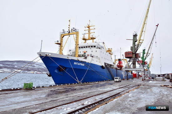 Судно-рекордсмен по выловам в составе карельского рыбопромыслового флота – траулер «Янтарный»