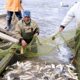 Предприятия Ямало-Ненецкого автономного округа наловили уже почти 3 тыс. тонн. Фото пресс-службы правительства ЯНАО